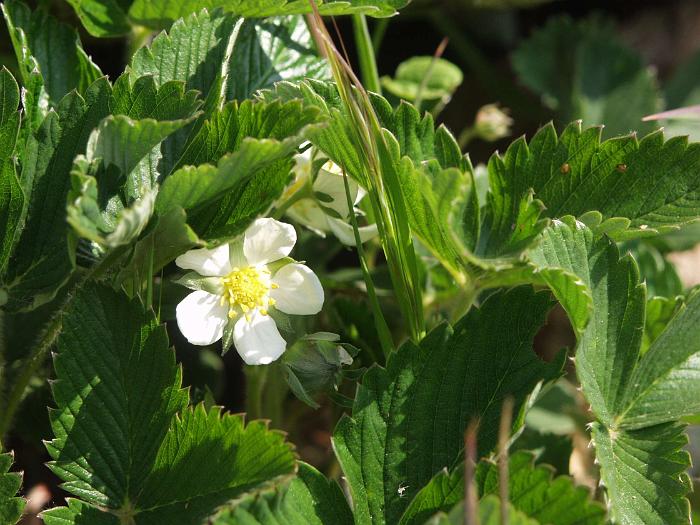 FRAISE