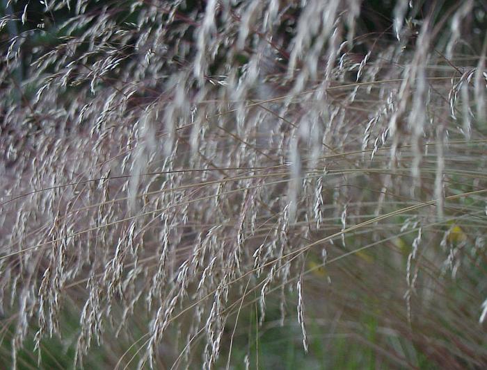 HERBES