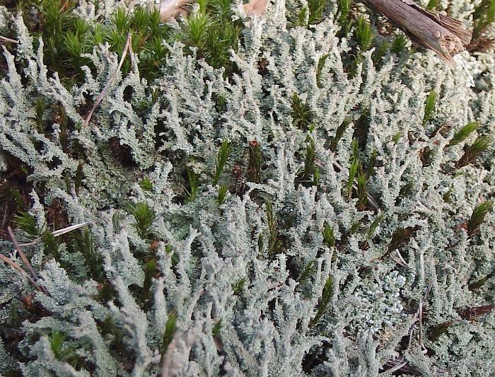 LICHEN4