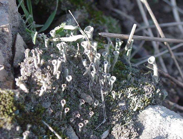 LICHEN6