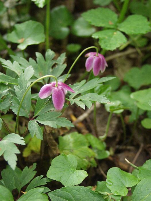 anesylrose