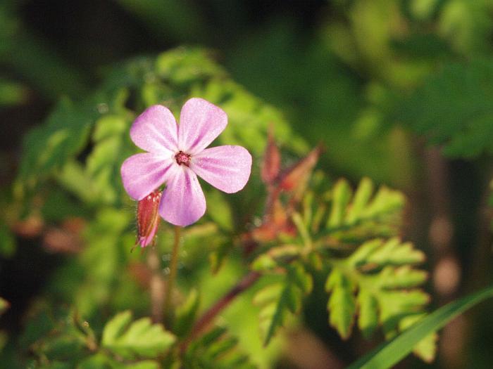 erodium
