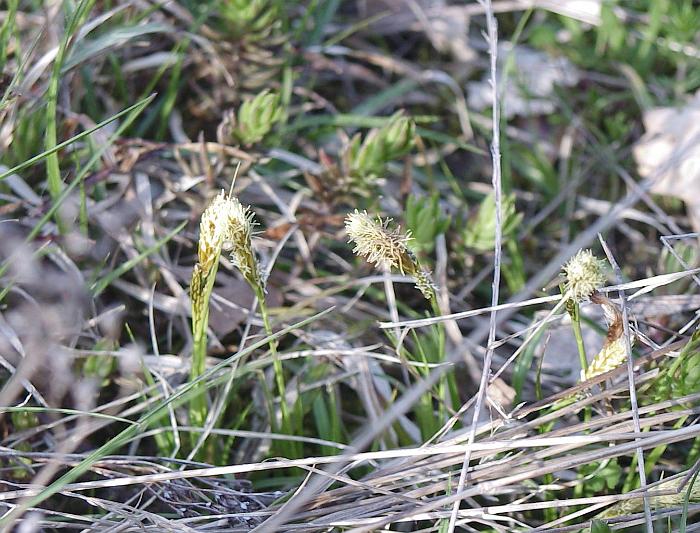 herbe