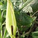 ARUM