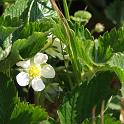FRAISE
