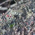 LICHEN1