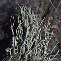 LICHEN2