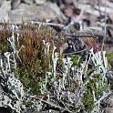 LICHEN3