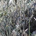 LICHEN5