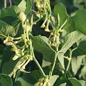 aristoloche