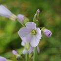 cardamine