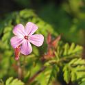erodium