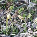 herbe